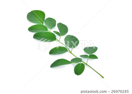 Moringa leaves isolate on white background 26970285