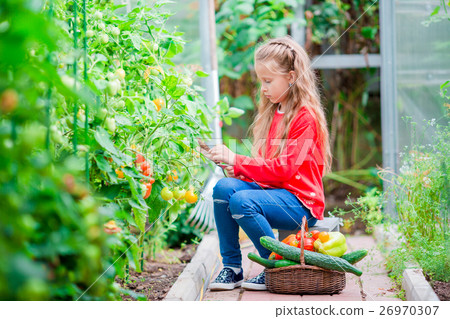 Little girl collecting crop cucumbers and tomatos Little girl collecting crop cucumbers and tomatos 26970307