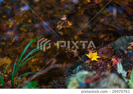 Scattering autumn leaves Kyoto Sanzenin 26970761
