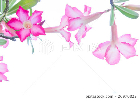 Flowers, Desert Rose flowers on backgr Flowers, Desert Rose flowers on backgr 26970822