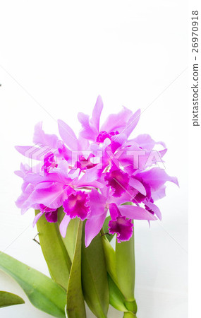 Purple orchids flower on white background 26970918