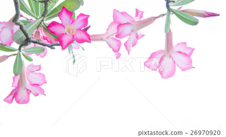 Flowers, Desert Rose flowers on background 26970920