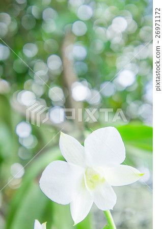 white orchid in the garden background white orchid in the garden background 26971172