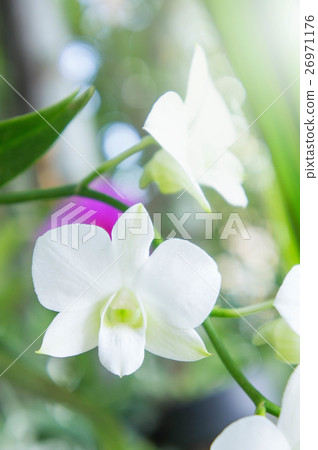 white orchid in the garden background white orchid in the garden background 26971176