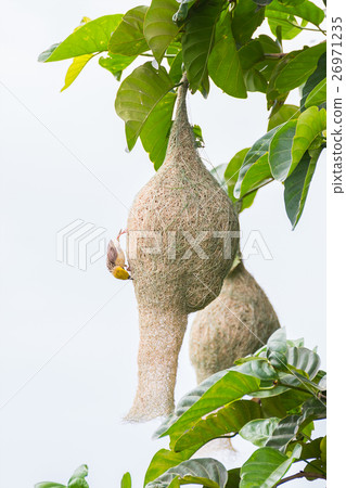 Baya weaver bird nest on tree Baya weaver bird nest on tree 26971235