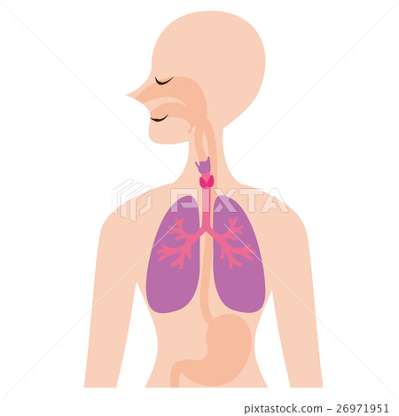 Illustration of the lungs 26971951