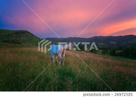 Horse in the Carpathian Mountains Horse in the Carpathian Mountains 26972585