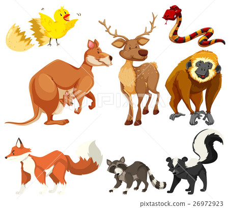 Different types of animals - Stock Illustration [26972923] - PIXTA