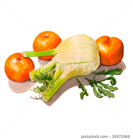 Fennel, mandarins and arugula. Handmade watercolor Fennel, mandarins and arugula. Handmade watercolor 26972968