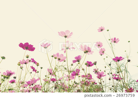 Soft focus cosmos flower background Soft focus cosmos flower background 26973759