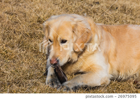 Golden retriever on dry glass 26975095