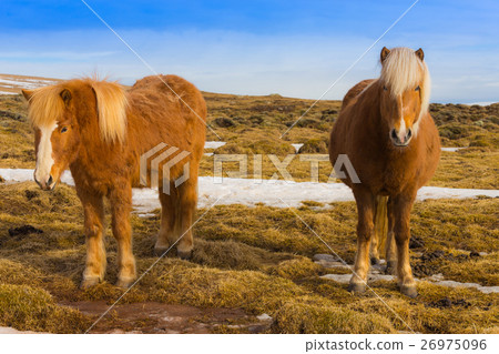 Icelandic horse skyline  26975096