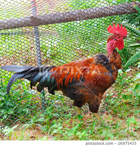 rooster with bright plumage in a garden rooster with bright plumage in a garden 26975435