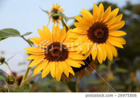 一對向日葵 一對向日葵 26975806