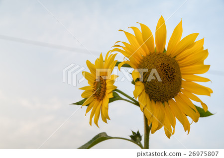 不同方向的向日葵 不同方向的向日葵 26975807