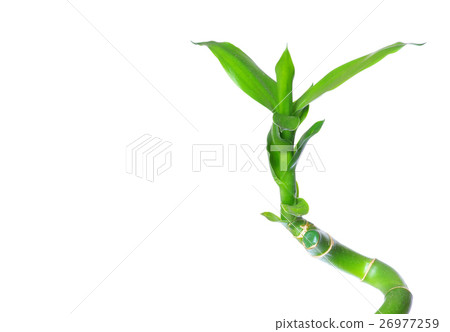 green bamboo isolated on a white background green bamboo isolated on a white background 26977259