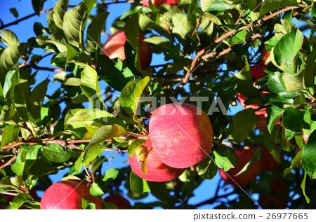 Apple (Nagano Prefecture) Apple (Nagano Prefecture) 26977665