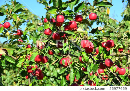 Apple (Nagano Prefecture) Apple (Nagano Prefecture) 26977669