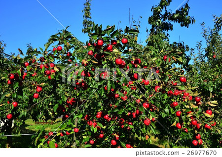 Apple (Nagano Prefecture) Apple (Nagano Prefecture) 26977670