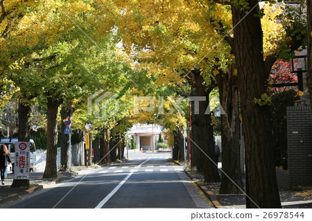 秋天的銀杏樹 26978544