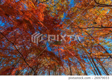 Nogawa Park 26979033