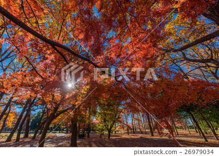 Nogawa Park 26979034