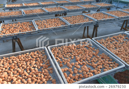 Umeboshi製作 Umeboshi製作 26979230