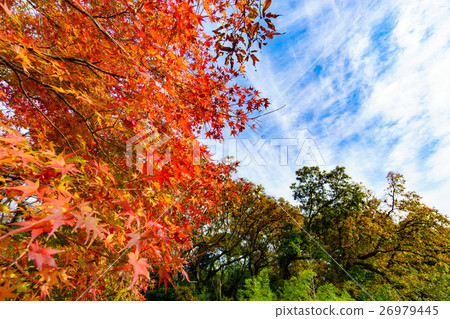 在Yashima周圍散步 在Yashima周圍散步 26979445