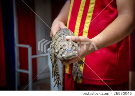 Hand holding freshwater young crocodile Hand holding freshwater young crocodile 26980046
