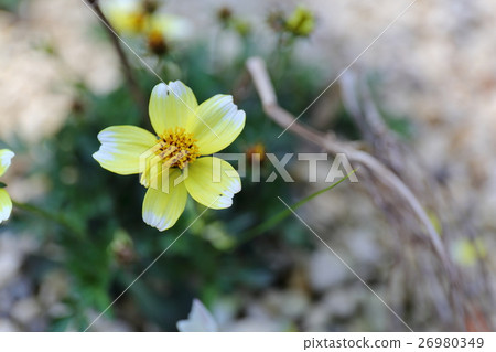 Bidences · Levis flowers Bidences · Levis flowers 26980349