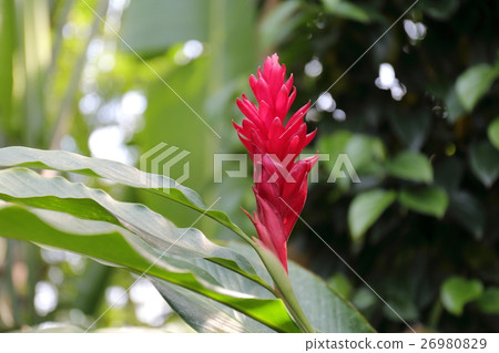 Alpinia·Oceanica 26980829