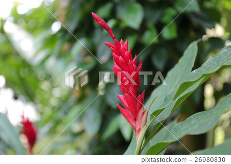 Alpinia·Oceanica Alpinia·Oceanica 26980830