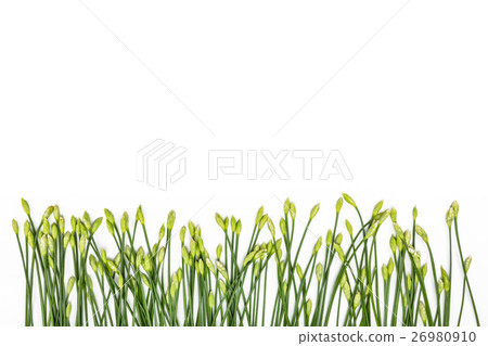 garlic chive in threshing basket on white. garlic chive in threshing basket on white. 26980910