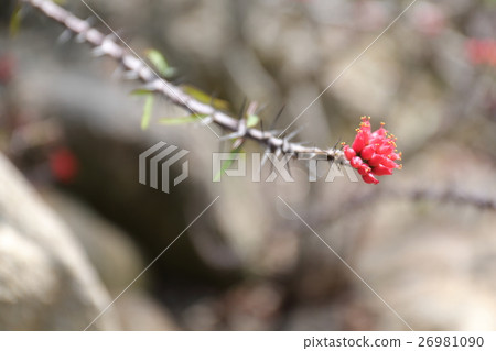 Euphorbia · Pedyland Idez Euphorbia · Pedyland Idez 26981090