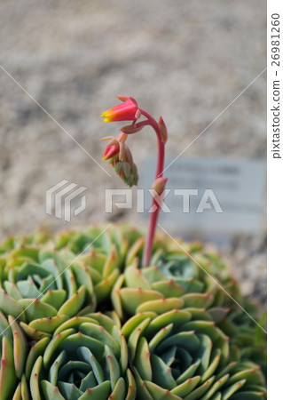 Seven Lucky Gods ~ Eke Beria · Sekunda 26981260