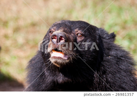 Asian great black bear. 26981357