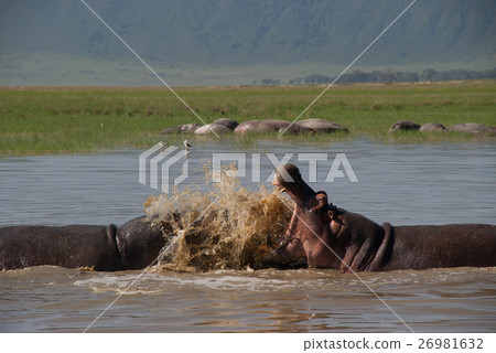 Wild hippopotamus (Tanzania, Ngorongoro Conservation Area) 26981632
