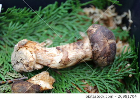 松茸蘑菇 26981704