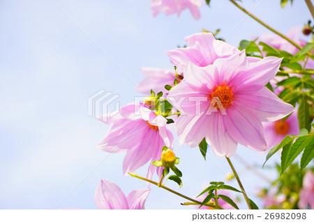 Tulare dahlia and blue sky 2 26982098