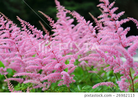 Astilbe·catalea 26982113