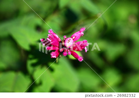 草本玫瑰葉子鼠尾草花 草本玫瑰葉子鼠尾草花 26982332