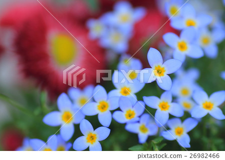 Dildo Dildo 26982466