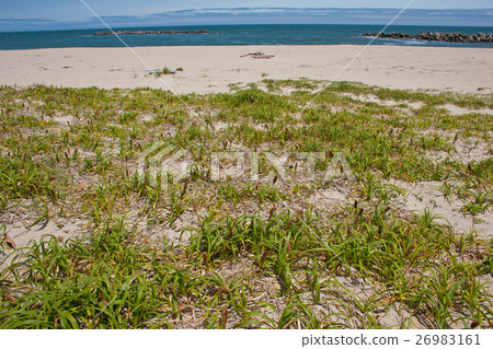 Karuboshugi's Colony Location Shinkaiko Beach 26983161