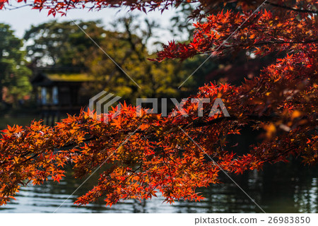 Late autumn Kenrokuen Late autumn Kenrokuen 26983850