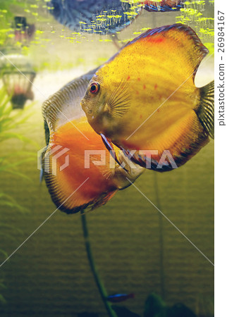 bright fish in the aquarium two Discus 26984167