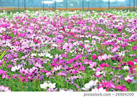 Taiwan's Taichung Xinshe Huahai Festival beautiful cosmos forms a beautiful flower sea landscape 26984200