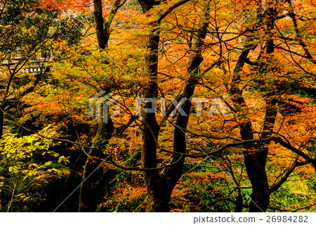 Autumn leaves of Tsurusen River Autumn leaves of Tsurusen River 26984282
