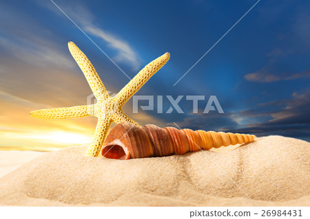 Sea shell and fingerfish in sand on sunset 26984431