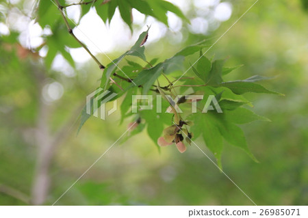 Momiji fruit Momiji fruit 26985071