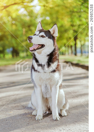 Portrait Husky dog with a smile 26985288
